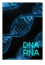 DNA RNA (염색체, 유전자 방추사)