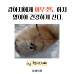 강아지에게 아무것도 하지 않아야 건강하게 산다